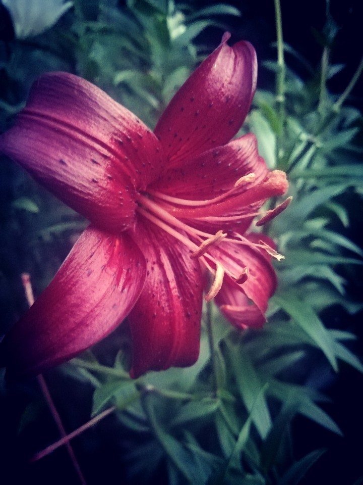 Lily