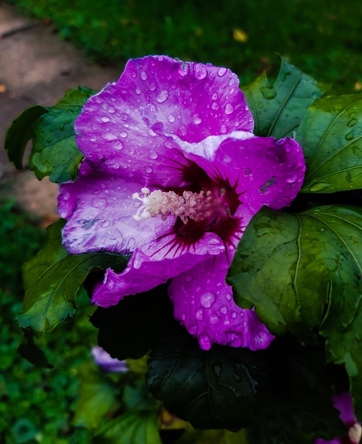Autumn flowers