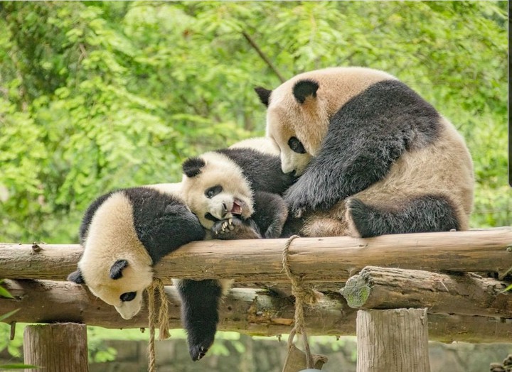 Panda