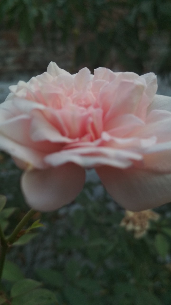 love must blossom