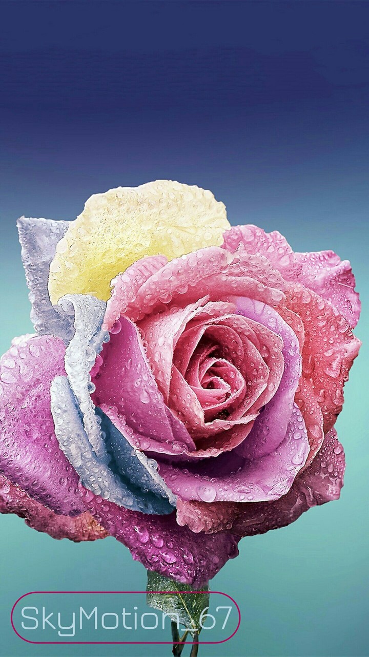 rose
