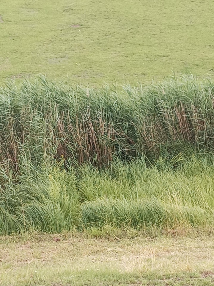 Gras