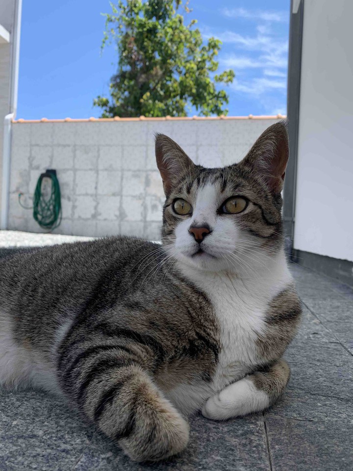 Gatinho