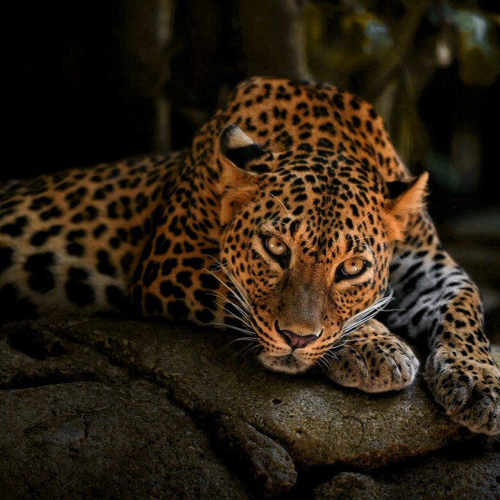Leopard