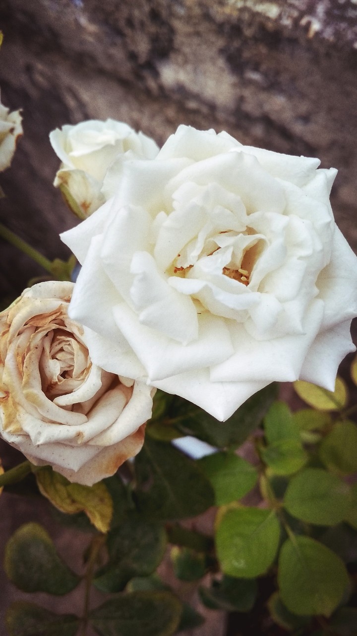 White Rose