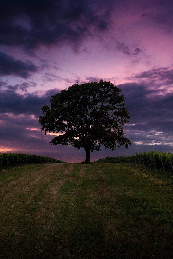 Tree