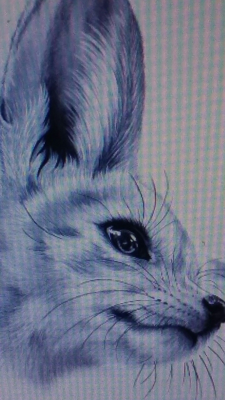small fox head