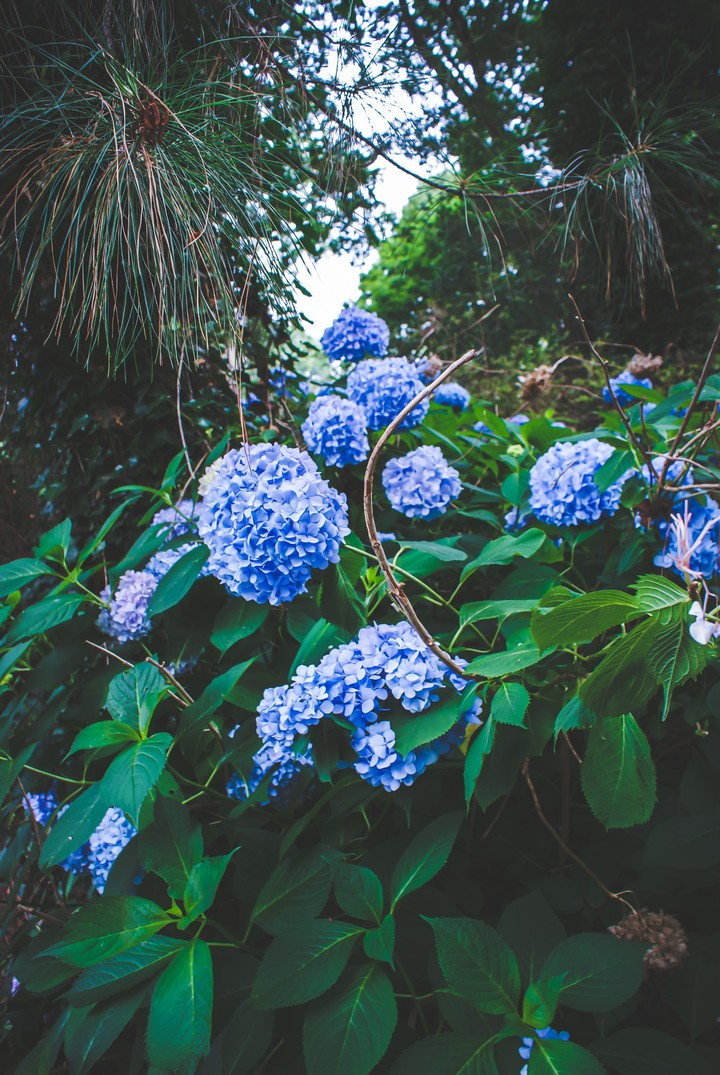 in bloom