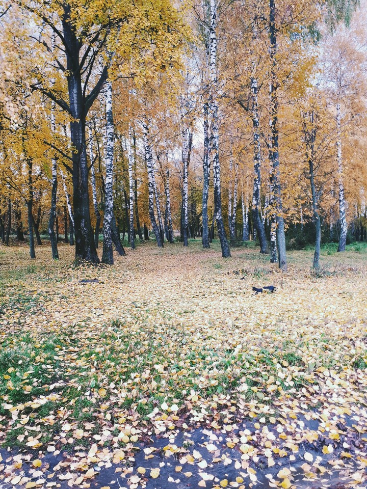 осень