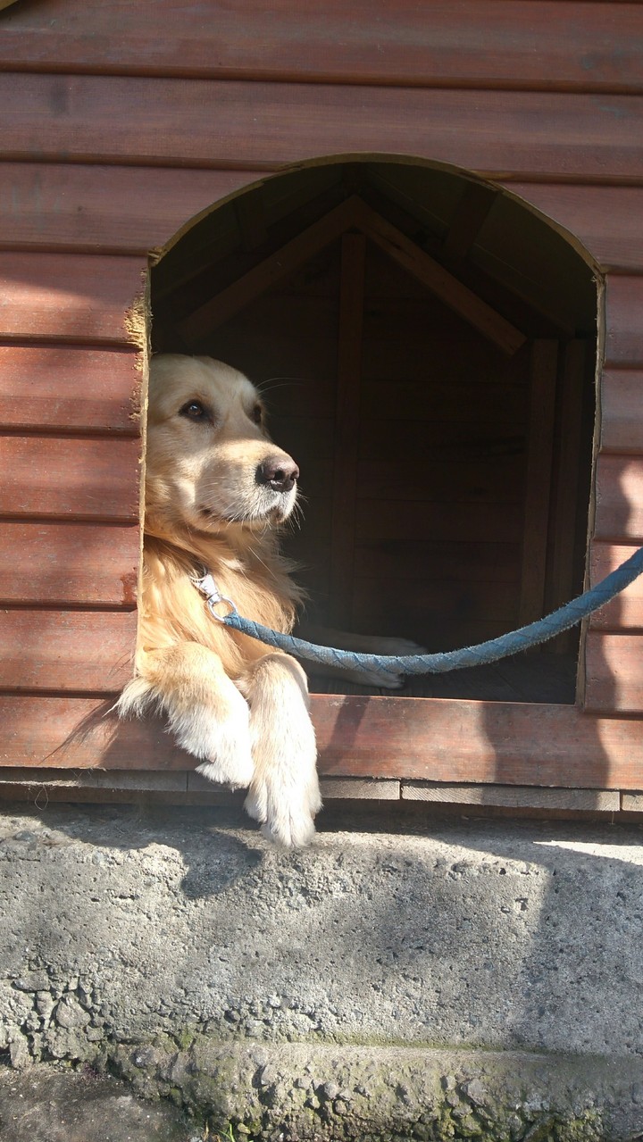 Golden_Retriever