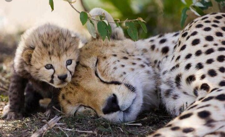 )-animal-(