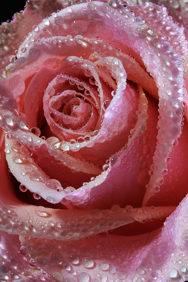 Beautiful Rose