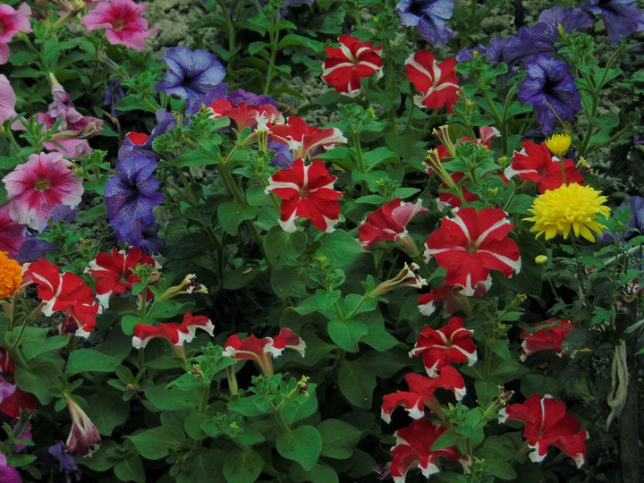 beautiful Petunia Flower