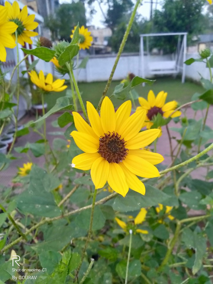 flower