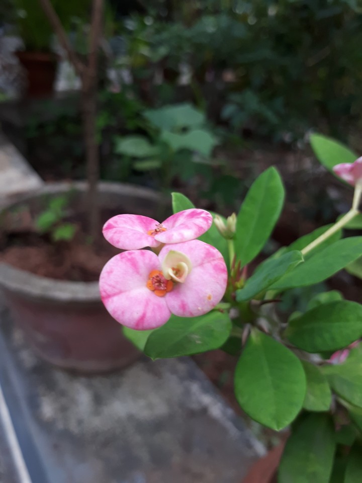 flowers