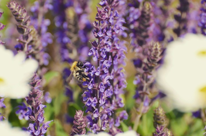 Bee and lavender