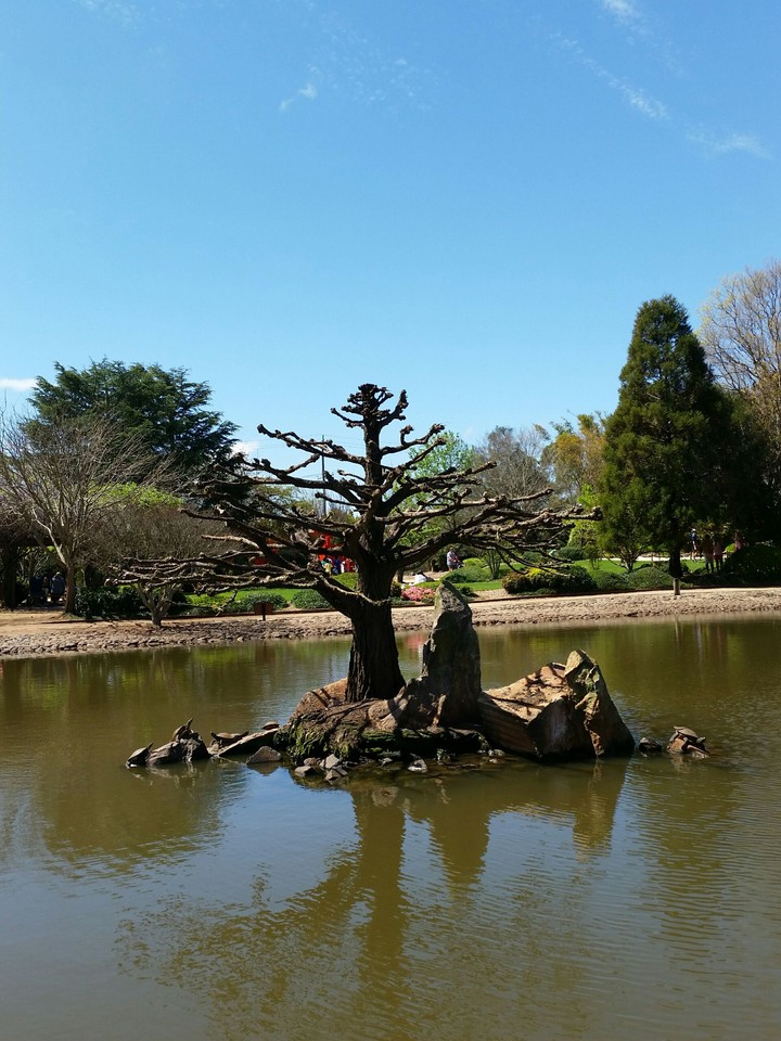 tree