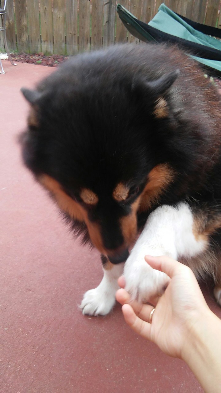 Cute Bear