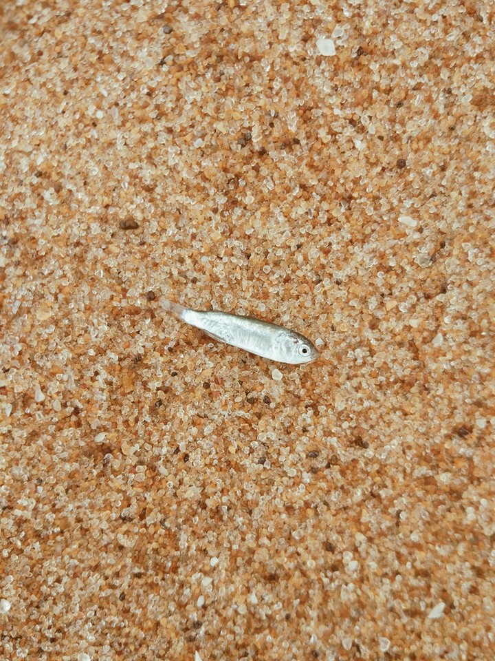 washed ashore