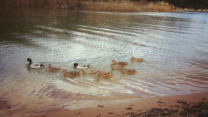 The Duck Family