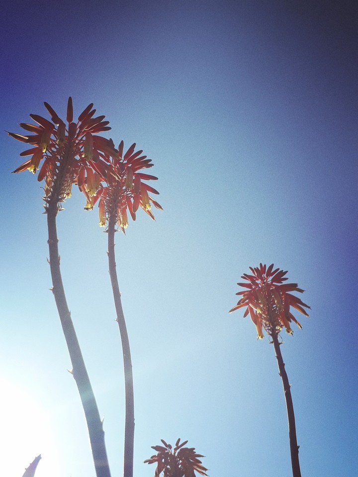 sunshine