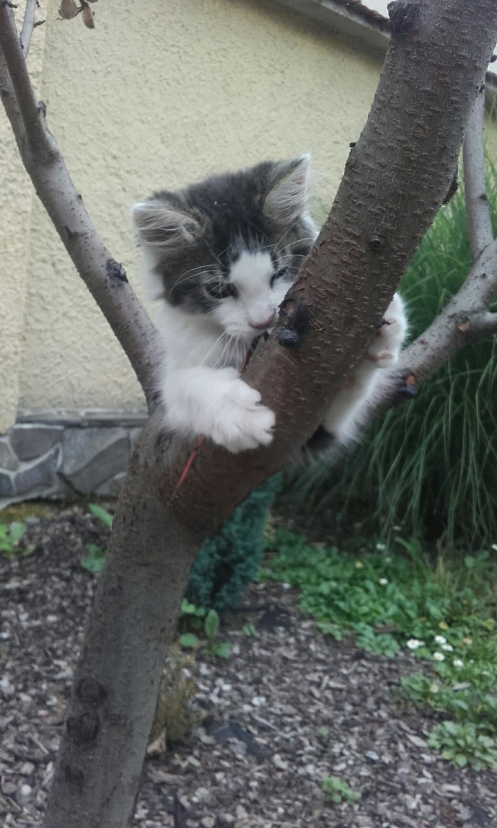 cat