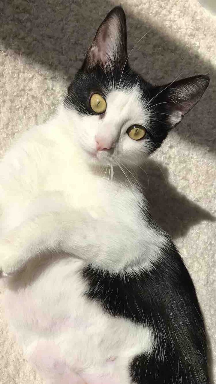 Oreo