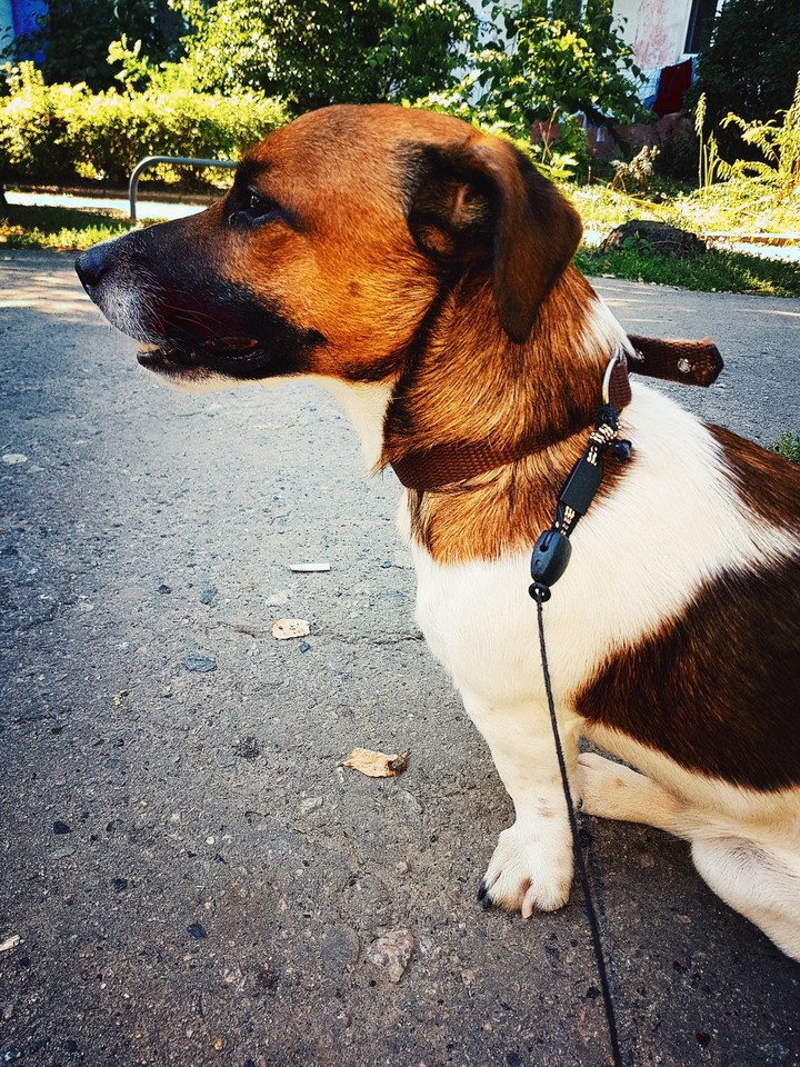 dog