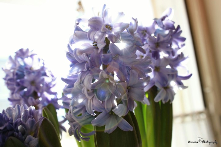 Peace of spring
