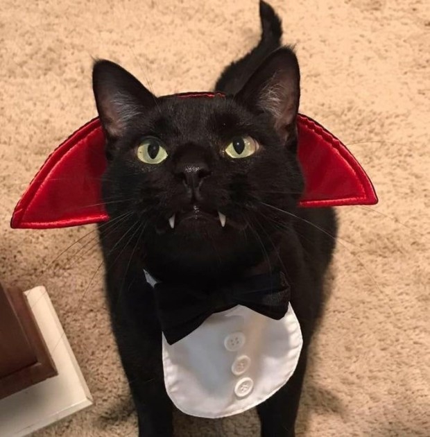 Dracula cat
