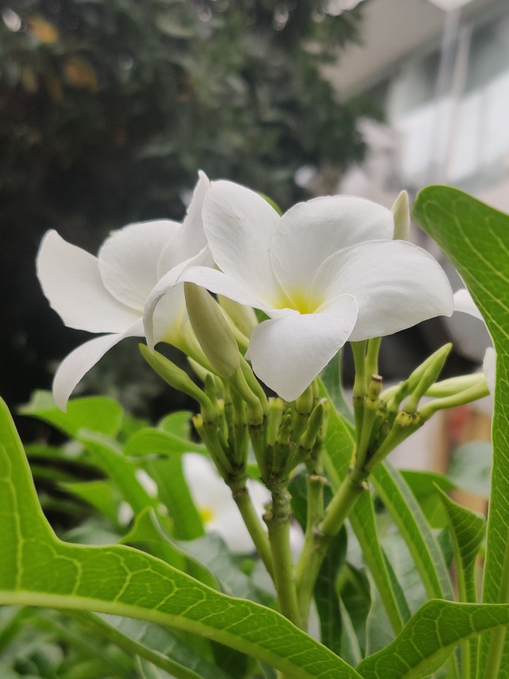 #Flower