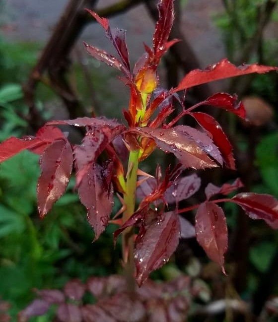 Rose Leave ?