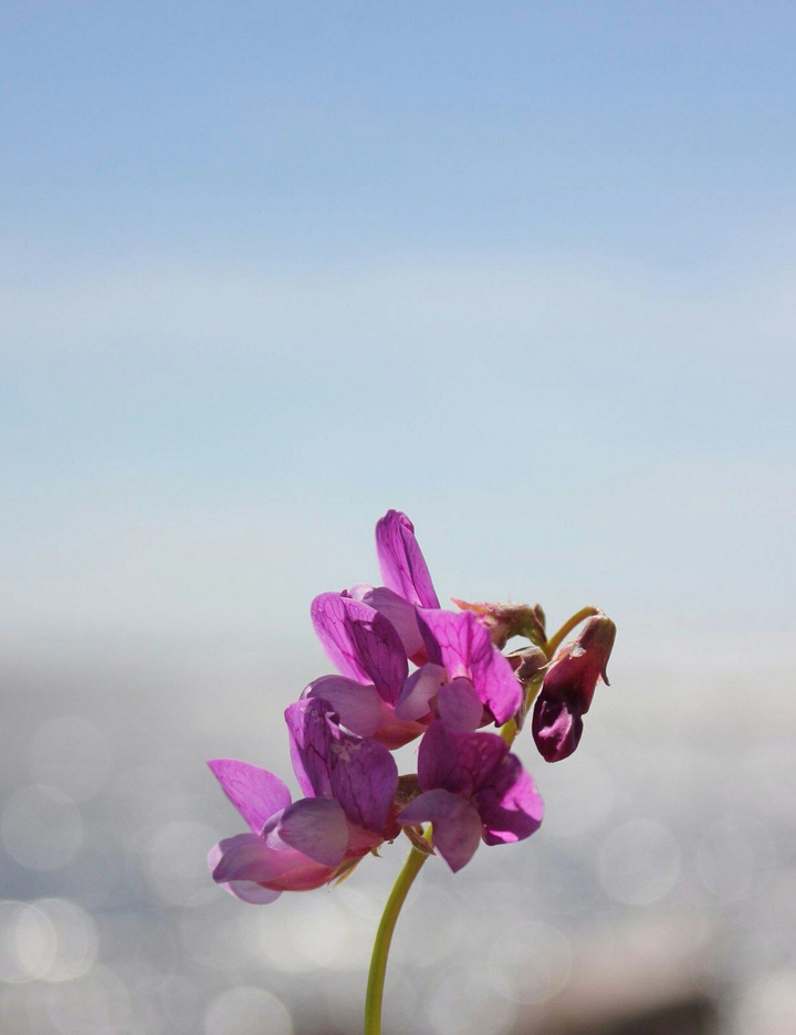 Bokeh