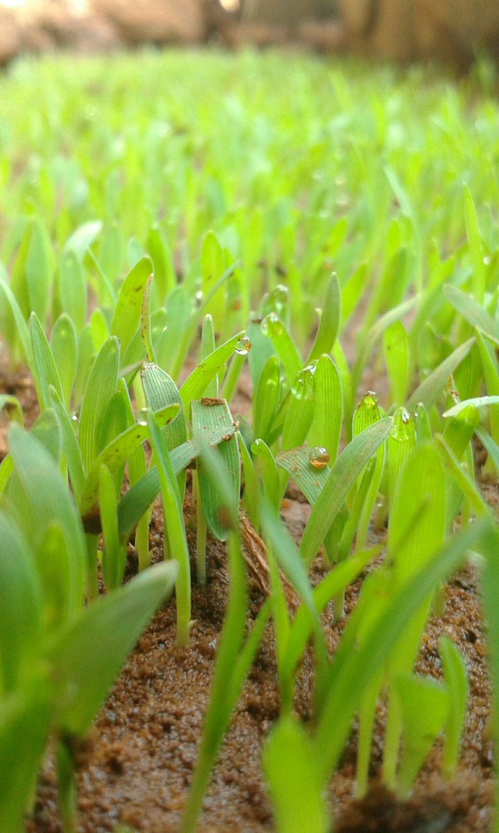 grass