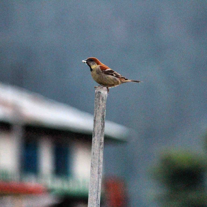 Bird