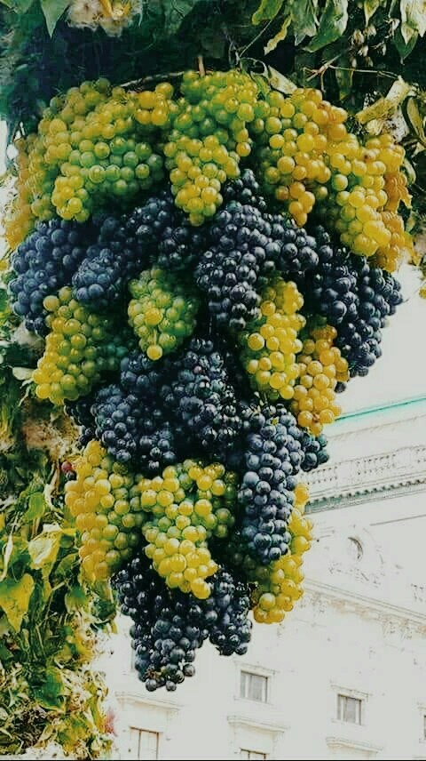 grapes wallpaper