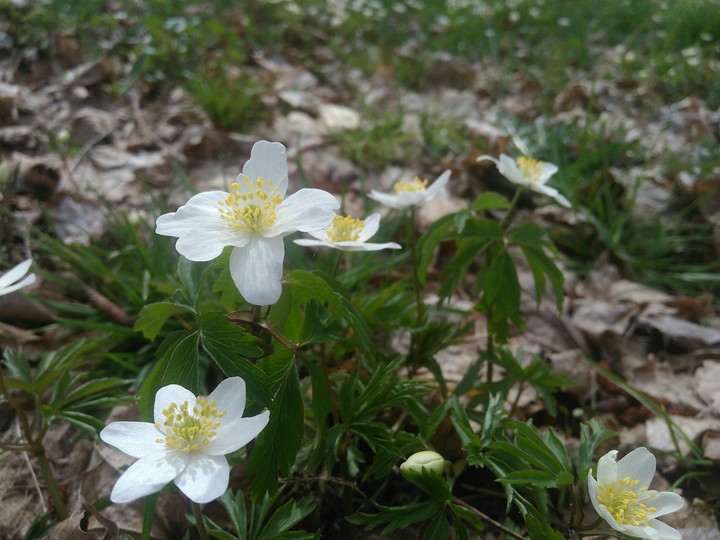 Spring