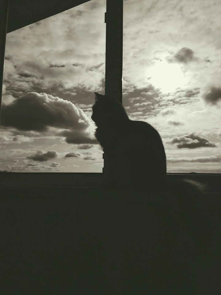 #cat#clouds