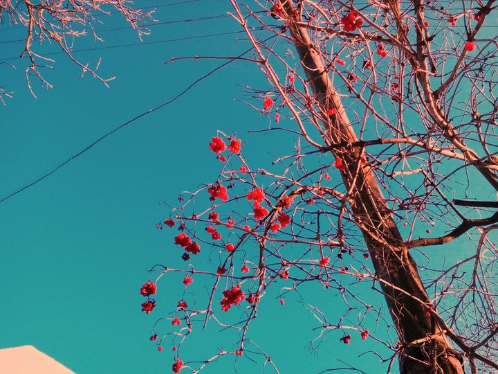 red