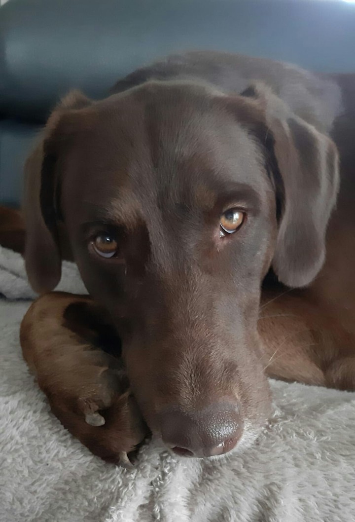 Luna-Hund
