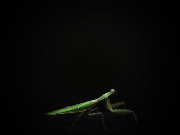grasshopper