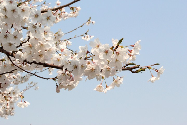 벚꽃.꽃.cherryblossoms.Flower