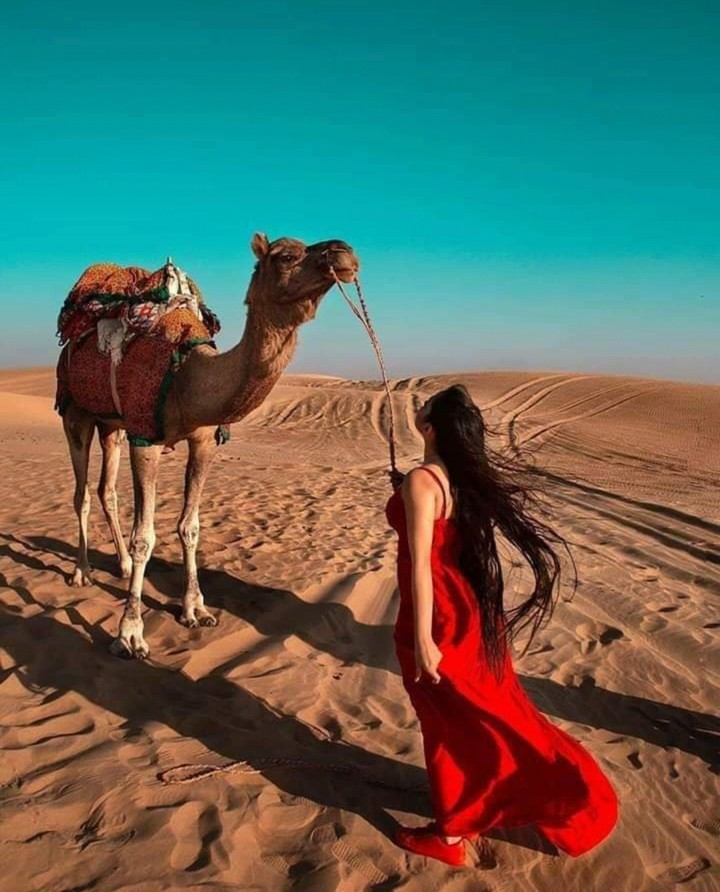 Rajasthan camel 