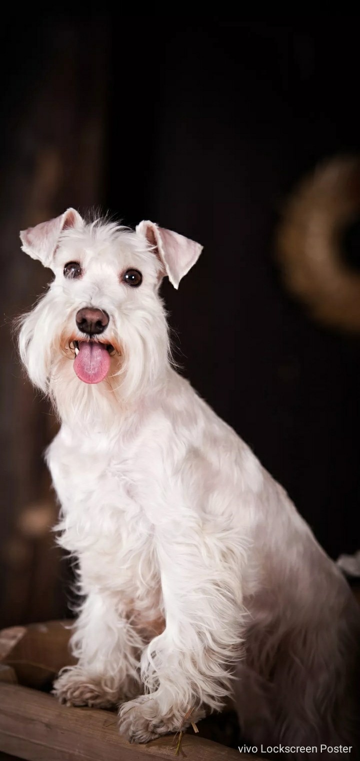 beautyfull dog