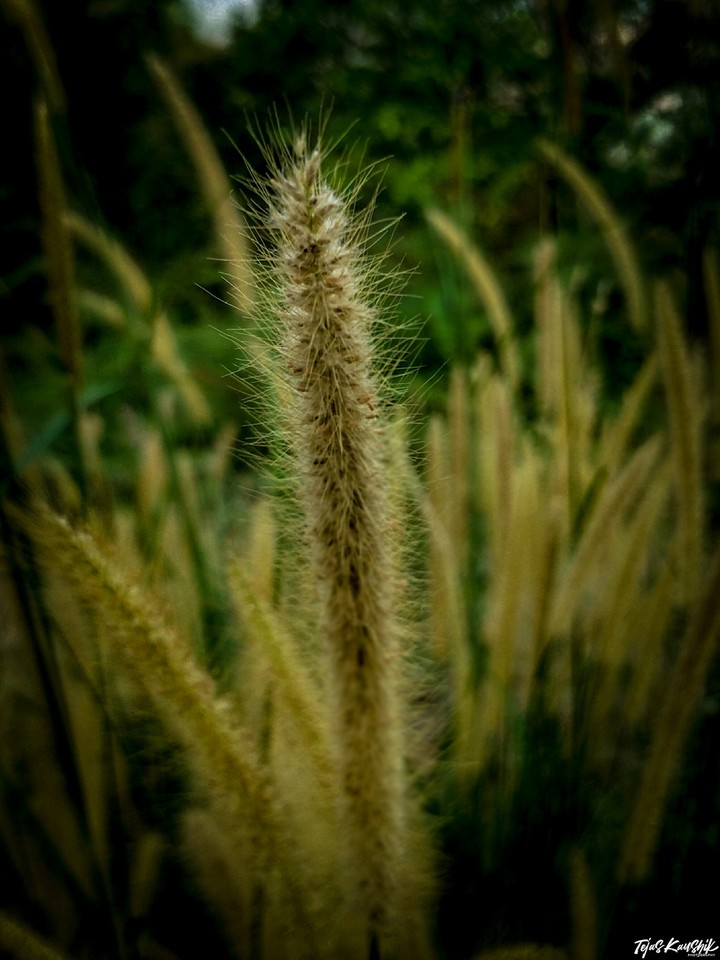 Tall Grass