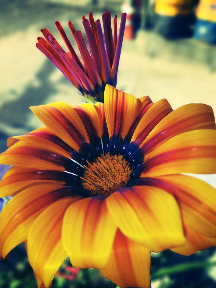 Sunflower#