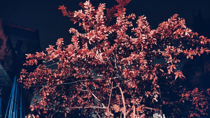 night tree