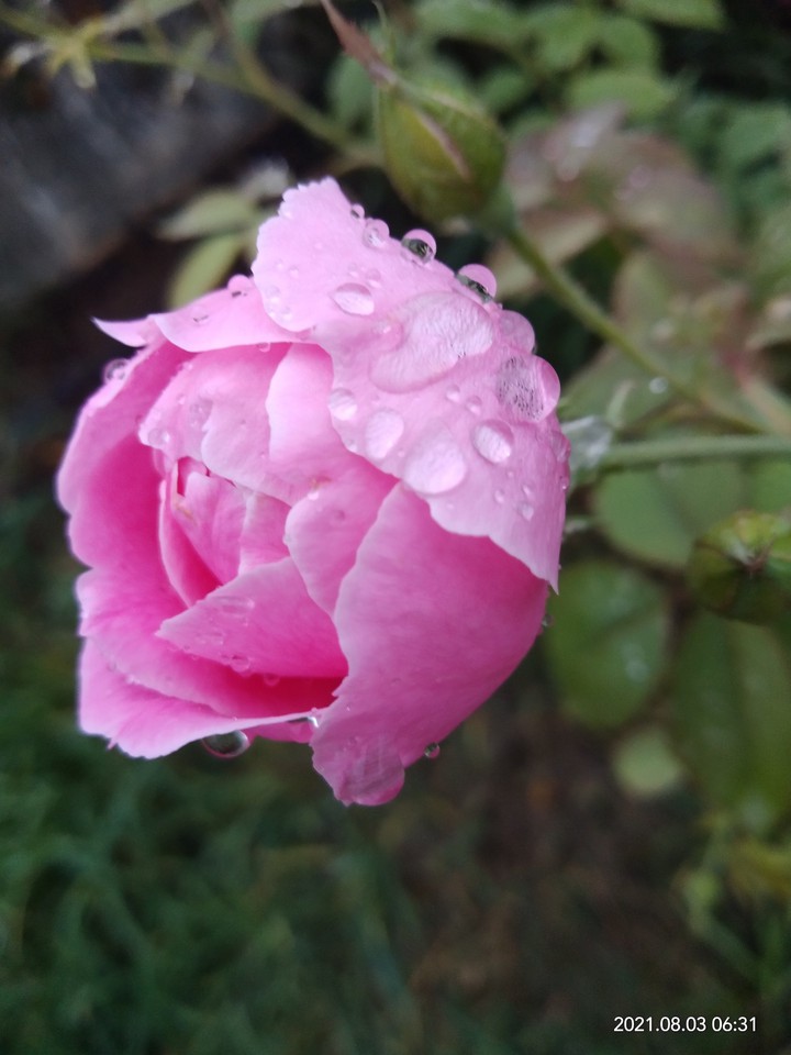 beautiful rose