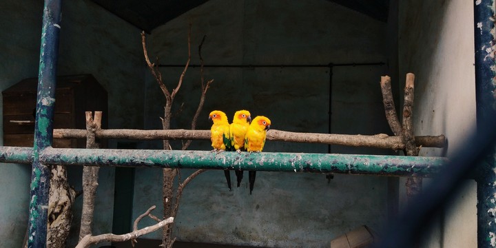 yellow parrot