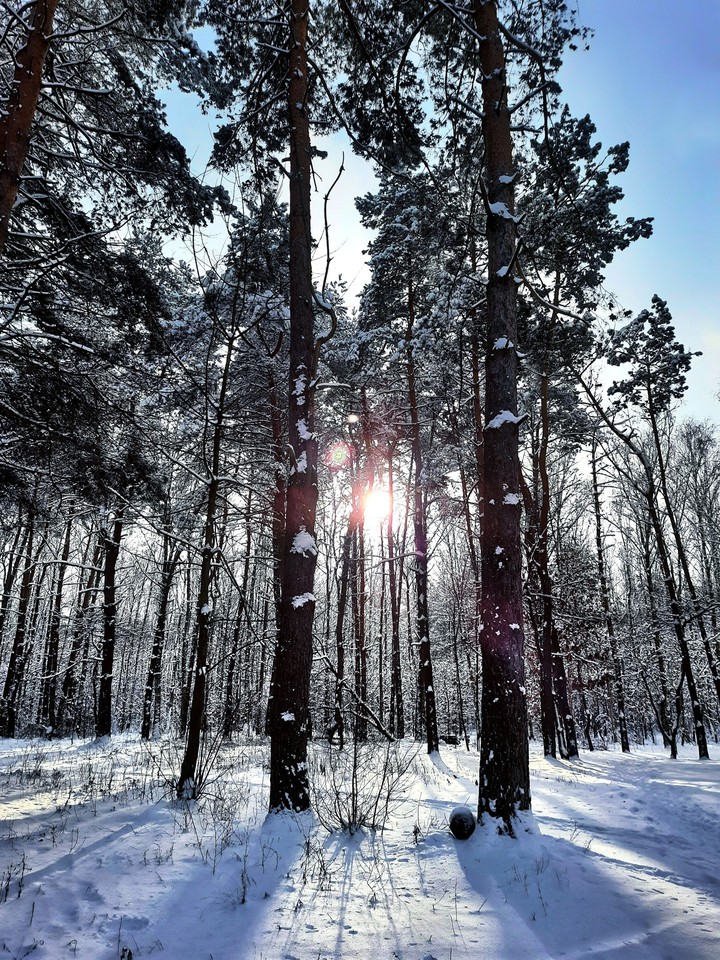 forest
